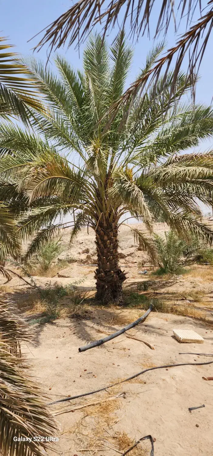 سلام خریدار نخل خرما ۲تا ۳متری با زمین واب|خدمات باغبانی و درختکاری|آبپخش, |دیوار