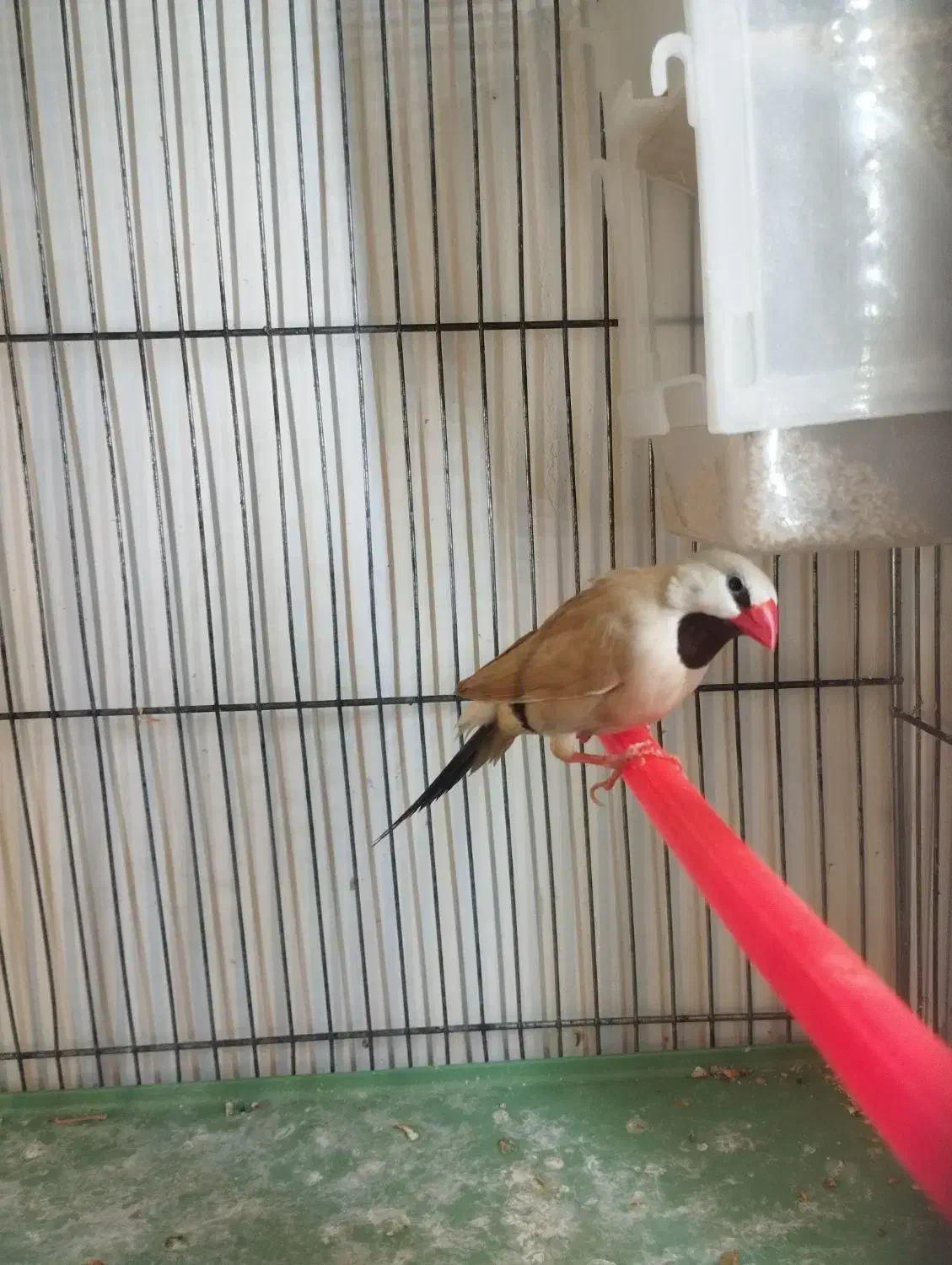 یک عدد فنج کراواتی نر معاوضه با قناری گلاستر|پرنده|تبریز, |دیوار