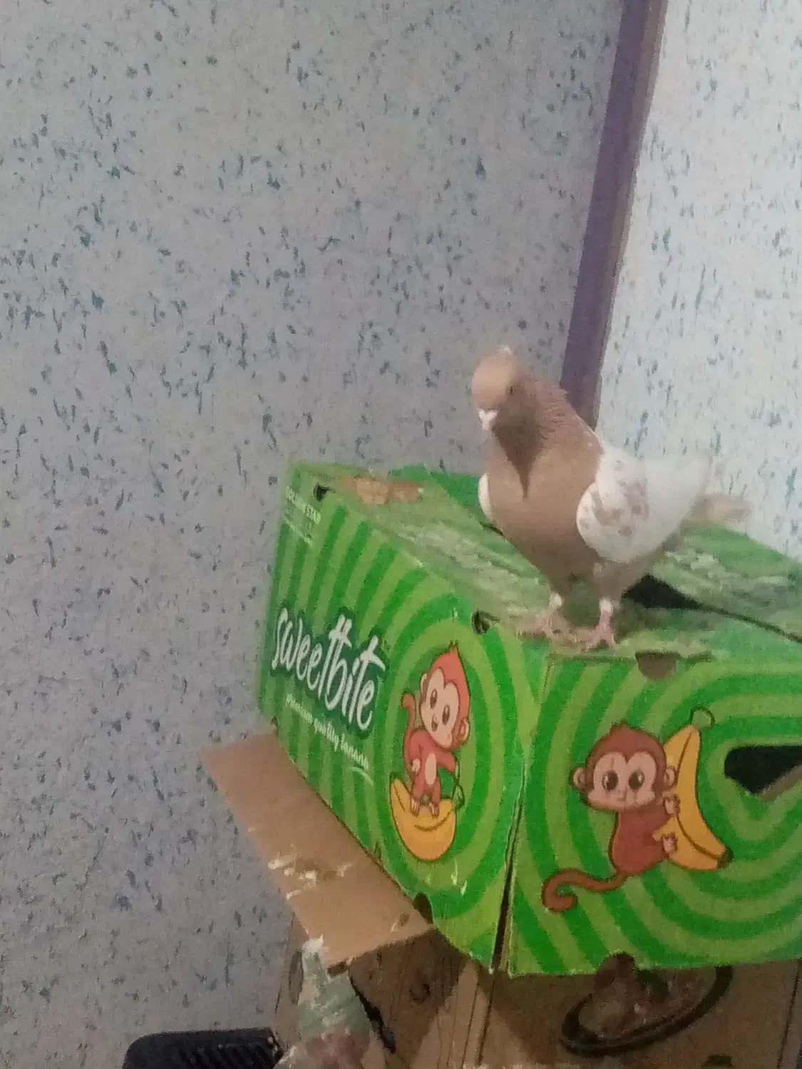 کبوتر|پرنده|خفر, |دیوار