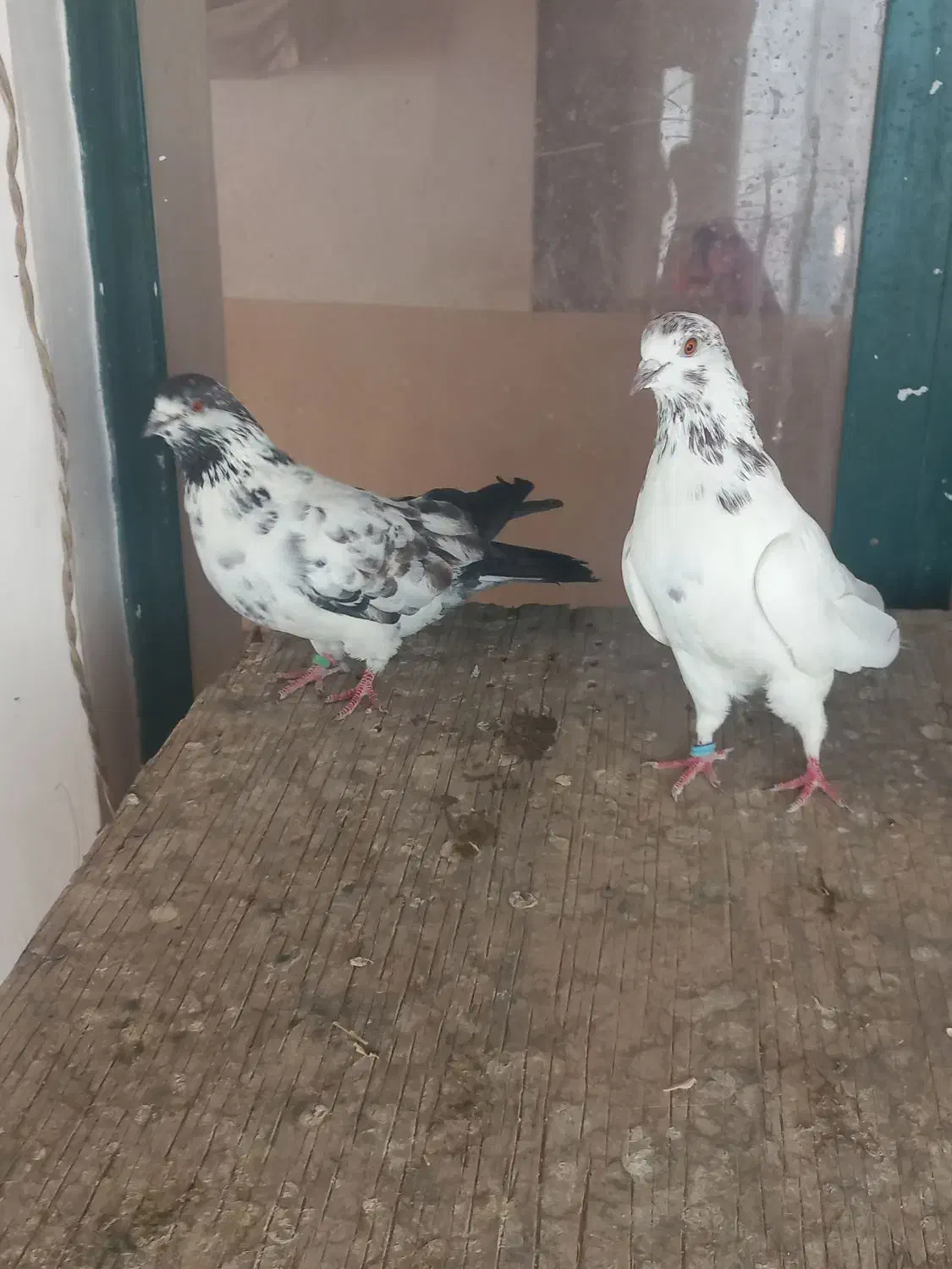 یک جفت کاشونی|پرنده|نجفآباد, شیخ آباد|دیوار