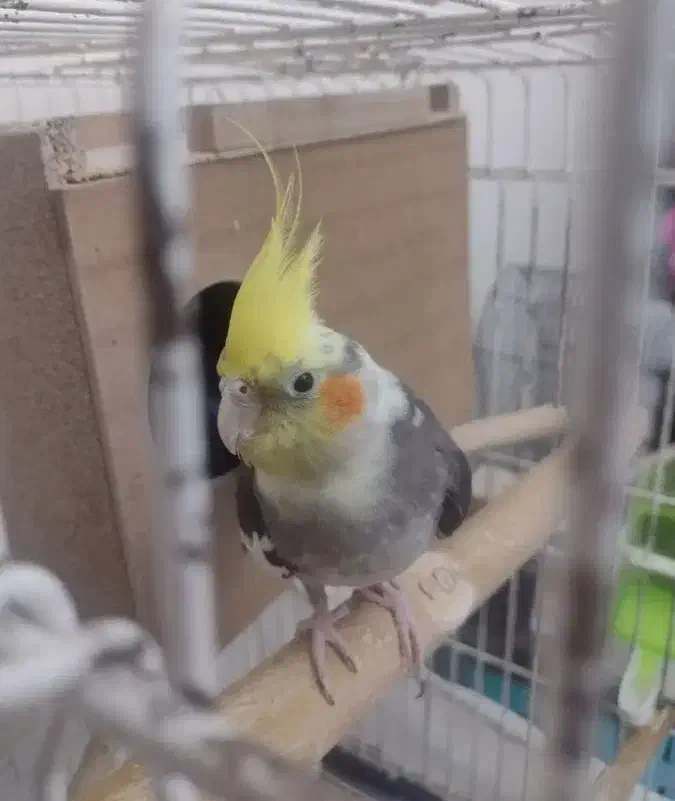 عروس هلندی جفت مولد|پرنده|تهران, شهرک خرازی|دیوار