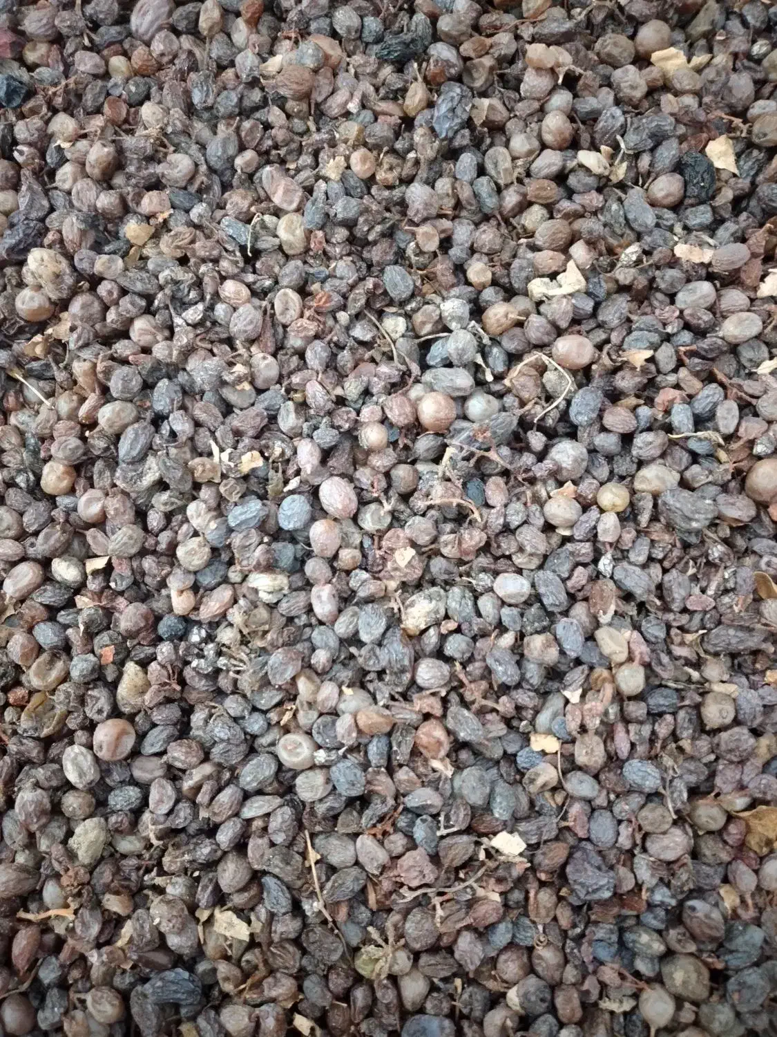 کشمش|خوردنی و آشامیدنی|ملکان, |دیوار