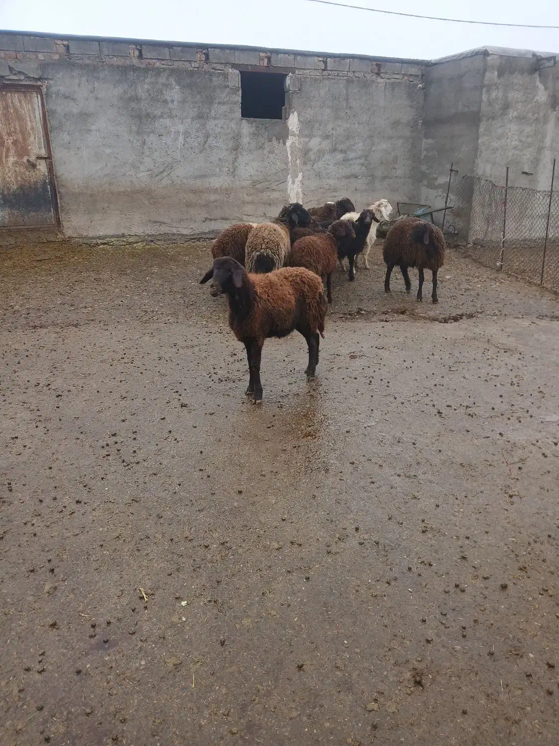 بره|حیوانات مزرعه|ازنا, |دیوار