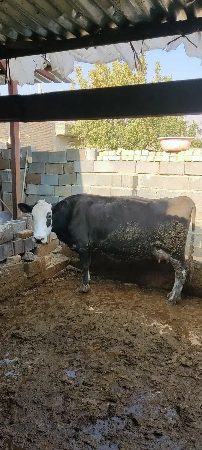 فروش گاوه شیری سمینتال درجه یک|حیوانات مزرعه|کامفیروز, |دیوار
