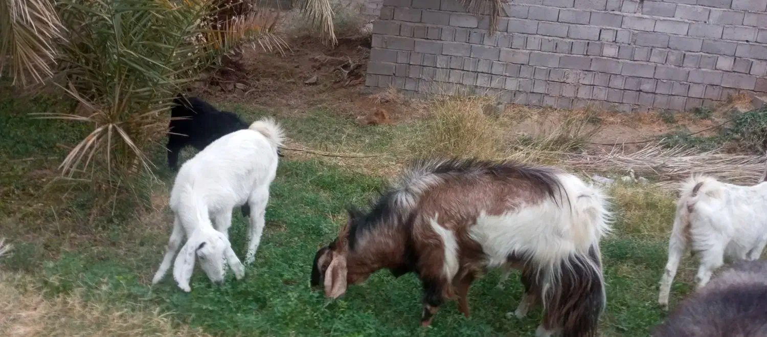 فروش چهار راس گوسفند|حیوانات مزرعه|فهرج, |دیوار