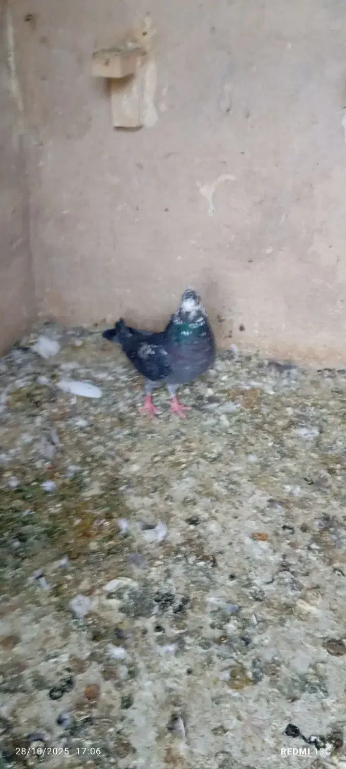 فروش ۲عددسینه ماده ۱عددقهوه ای دورگ ماده با۲تاکوهک|پرنده|فسا, |دیوار