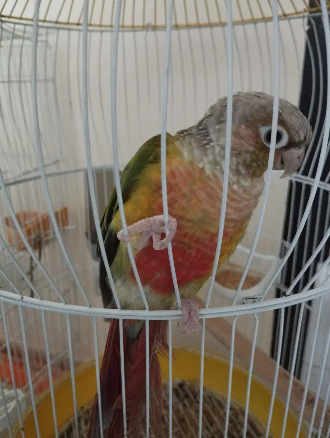 گرینچیک|پرنده|فولادشهر, مسکن مهر فولادشهر|دیوار