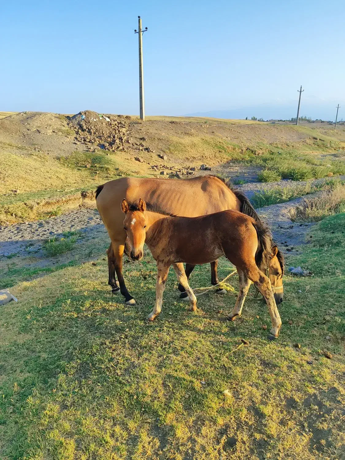 دوتااسب|اسب و تجهیزات اسبسواری|ارشق, |دیوار