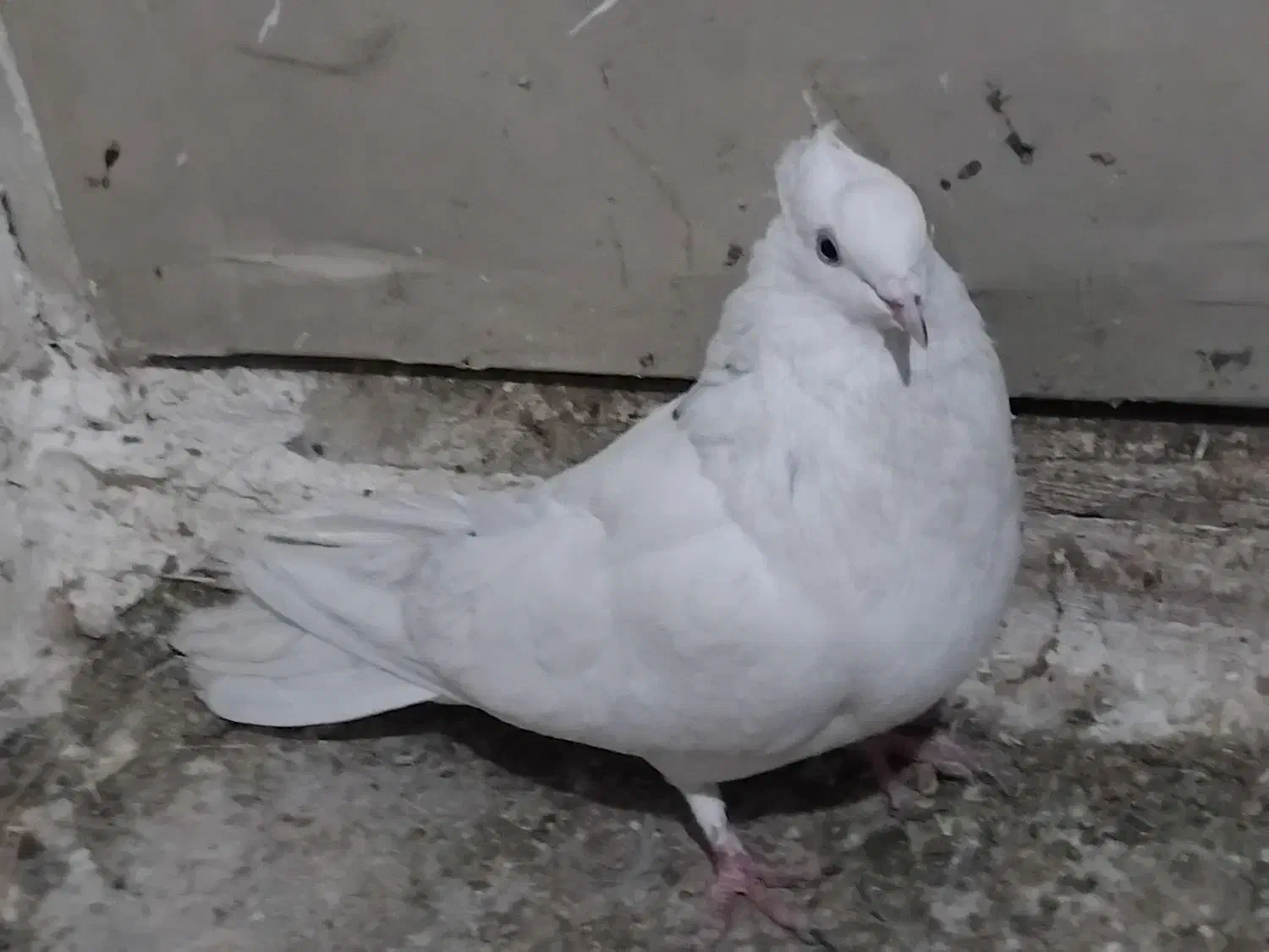 کبوتراصفهانی|پرنده|برخوار, |دیوار