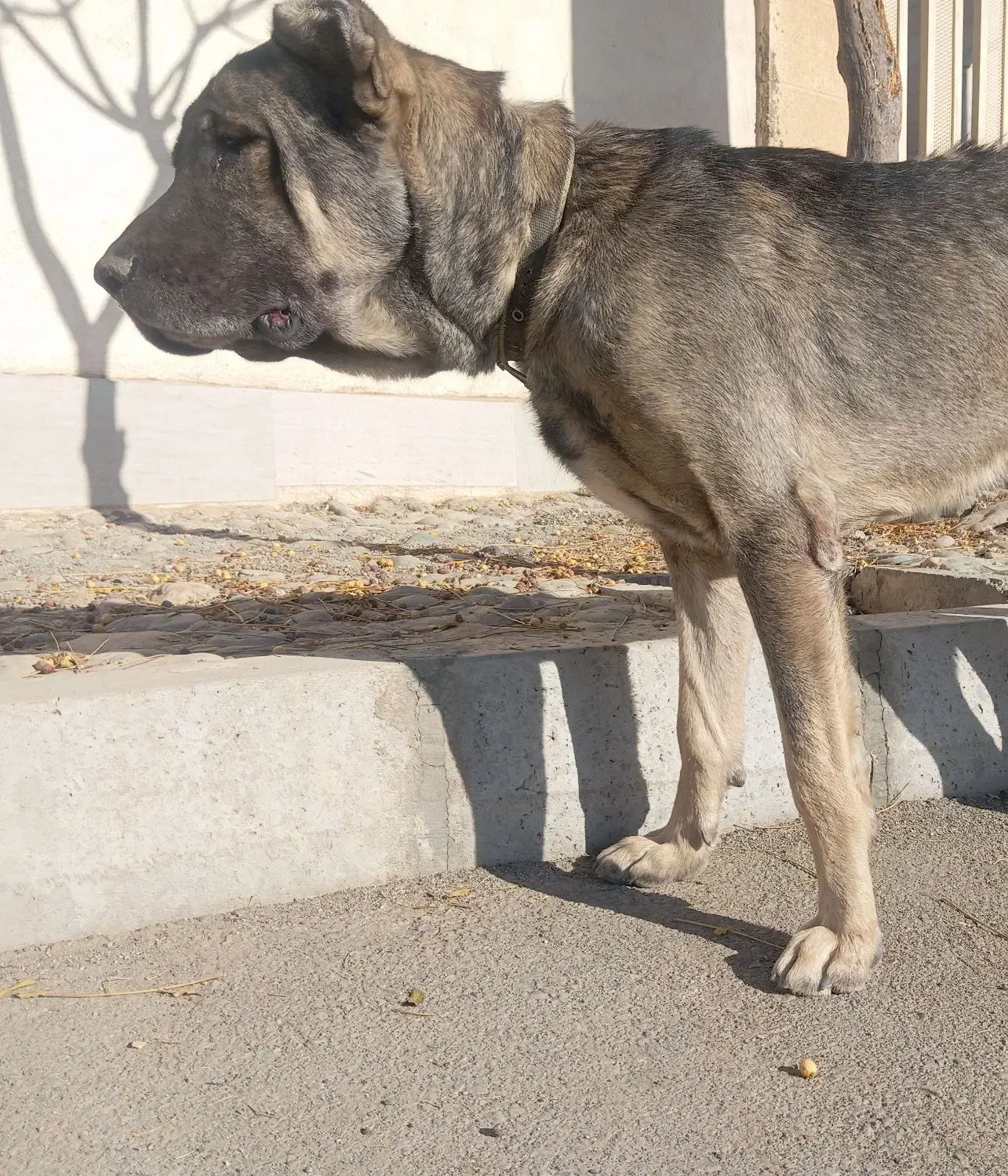 توله سرابی اصیل نوه هوزی|سگ|تهران, جیحون|دیوار