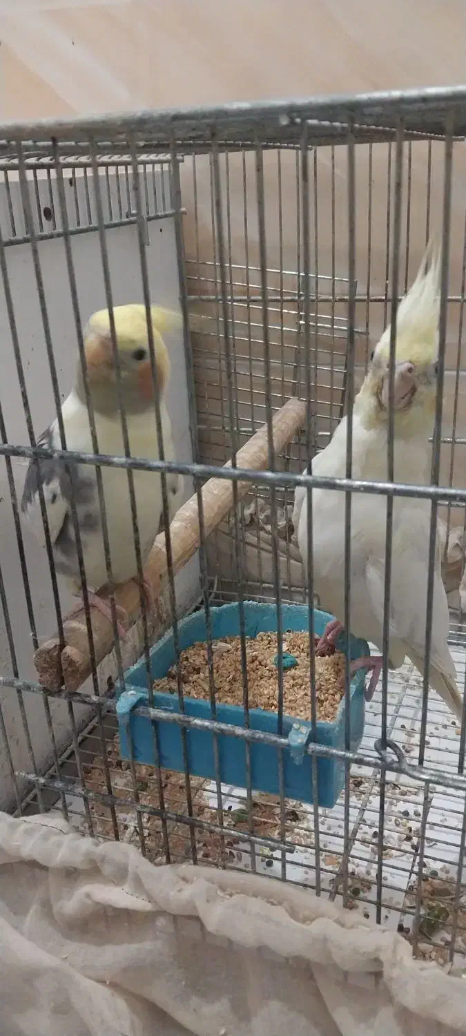 عروس هلندی|پرنده|بندر ماهشهر, |دیوار