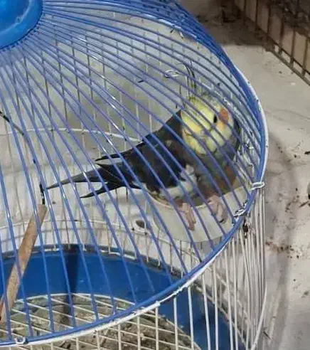 پرنده عروس هلندی|پرنده|ساری, |دیوار