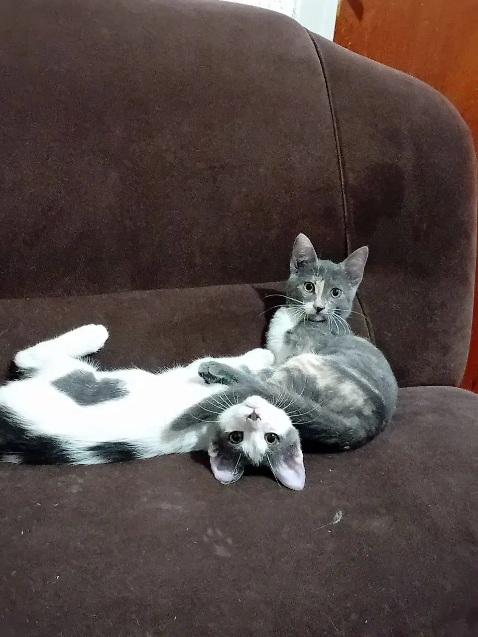 واگزاری رایگان|گربه|لاهیجان, گلستان|دیوار