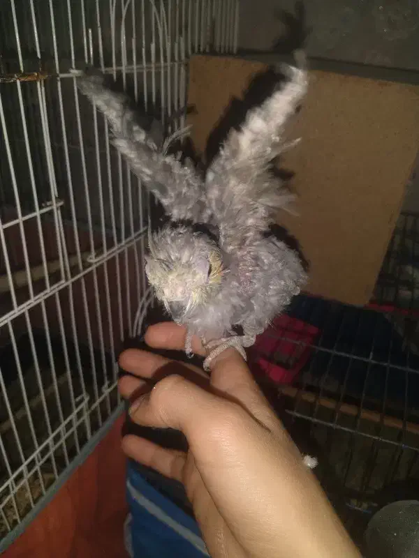 جوجه عروس|پرنده|قیدار, |دیوار