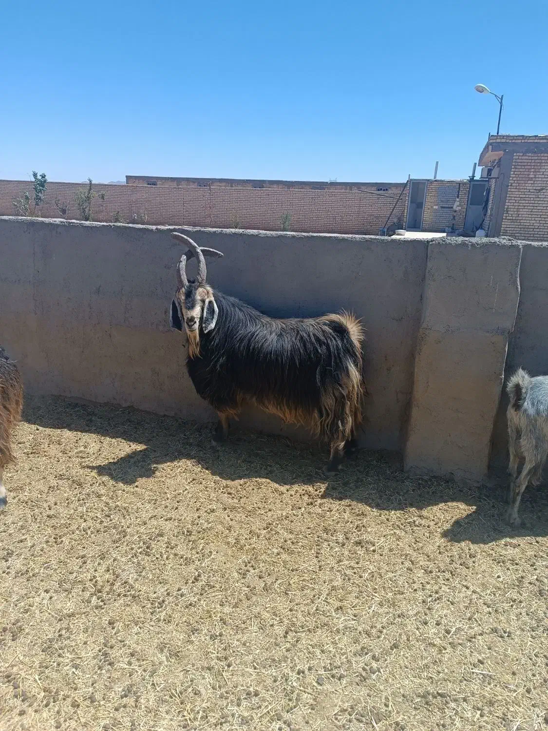 پازن|حیوانات مزرعه|آباده, |دیوار