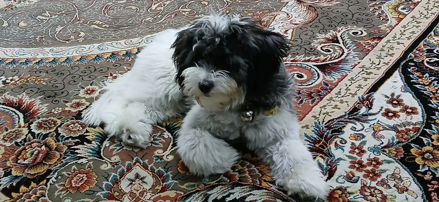 شیتزو تریر 6 ماهه ماده|سگ|رشت, یخسازی|دیوار