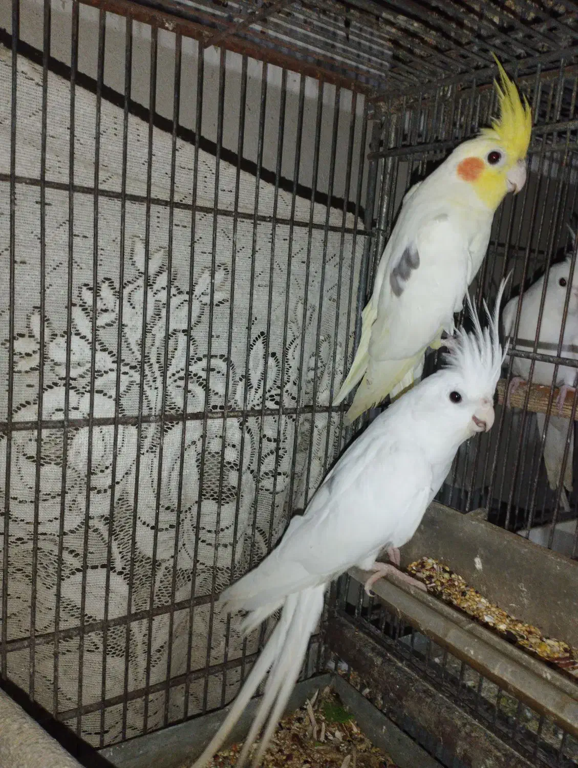 عروس هلندی تک خال|پرنده|چابهار, |دیوار