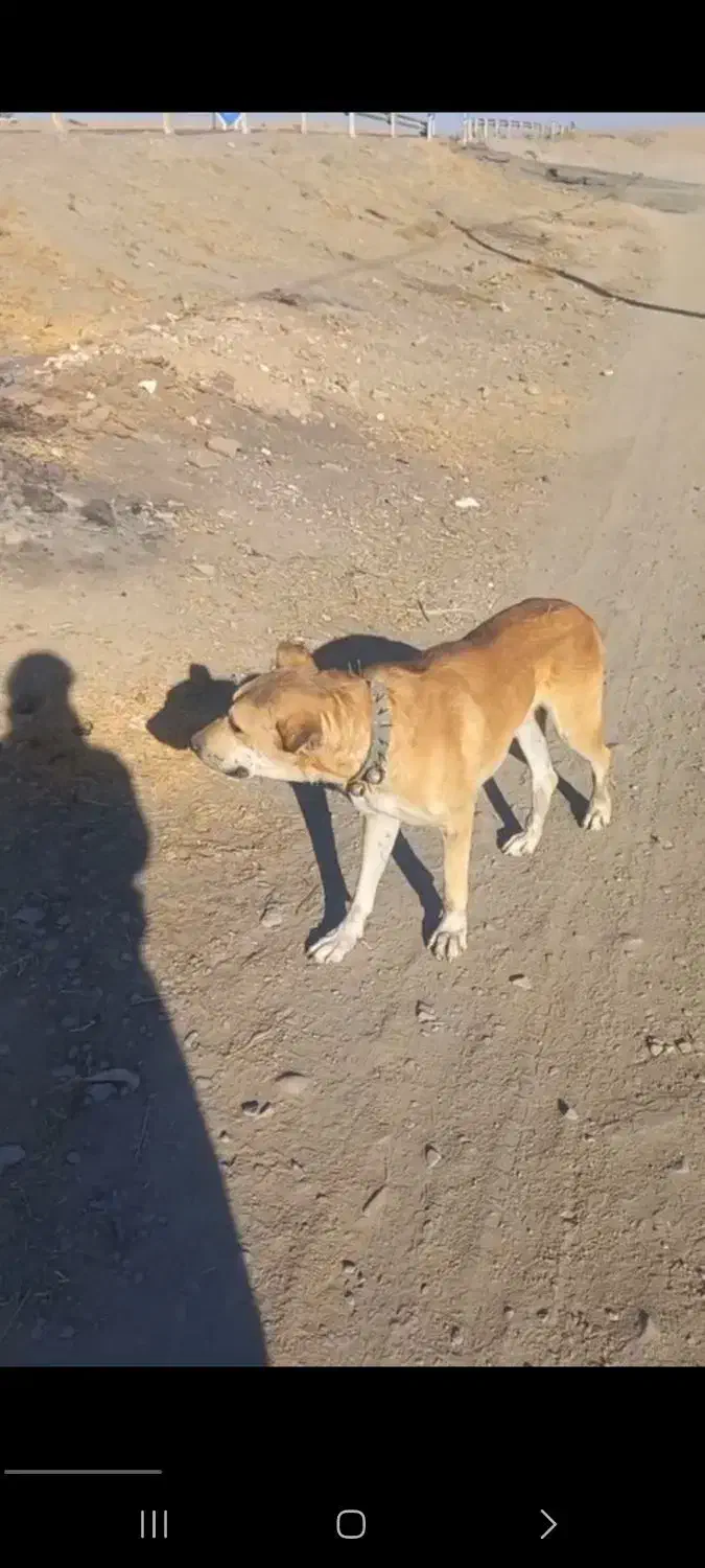 سگ گله به شرط فروشی سن ۲سال|سگ|شاندیز, |دیوار