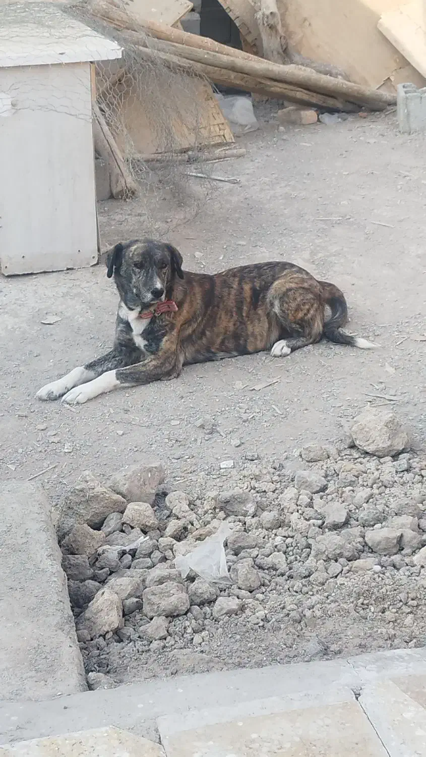 سگ لاس شکم طلا|سگ|اصفهان, منتظرالمهدی|دیوار