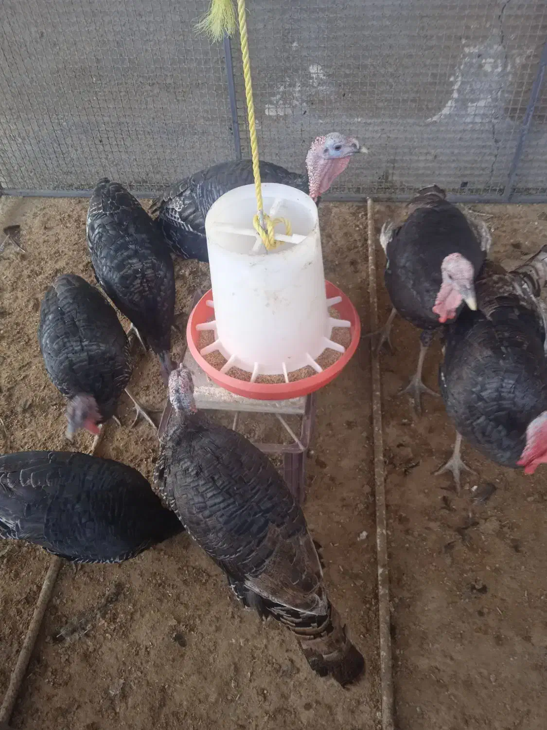 بوقلمون نروماده انگلیسی|پرنده|ساوه, |دیوار