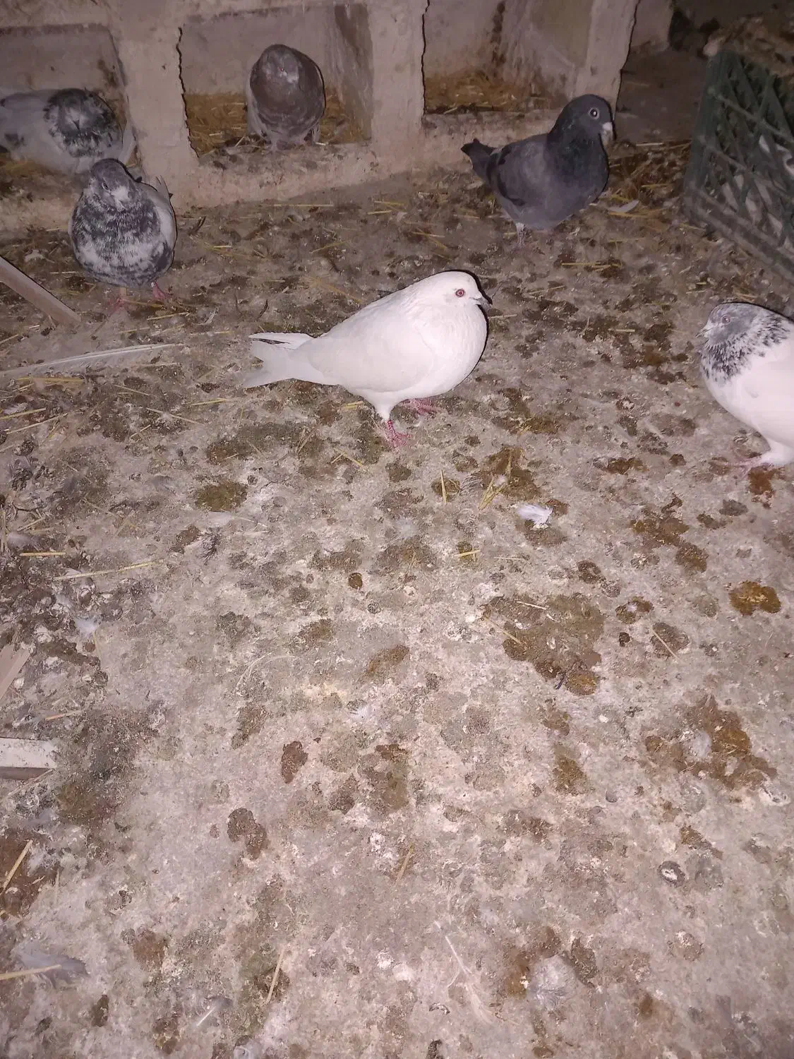 کبوتر سفید|پرنده|کبودرآهنگ, |دیوار