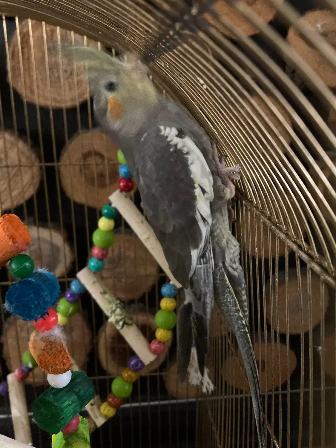 عروس هلندی|پرنده|تهران, افسریه جنوبی|دیوار