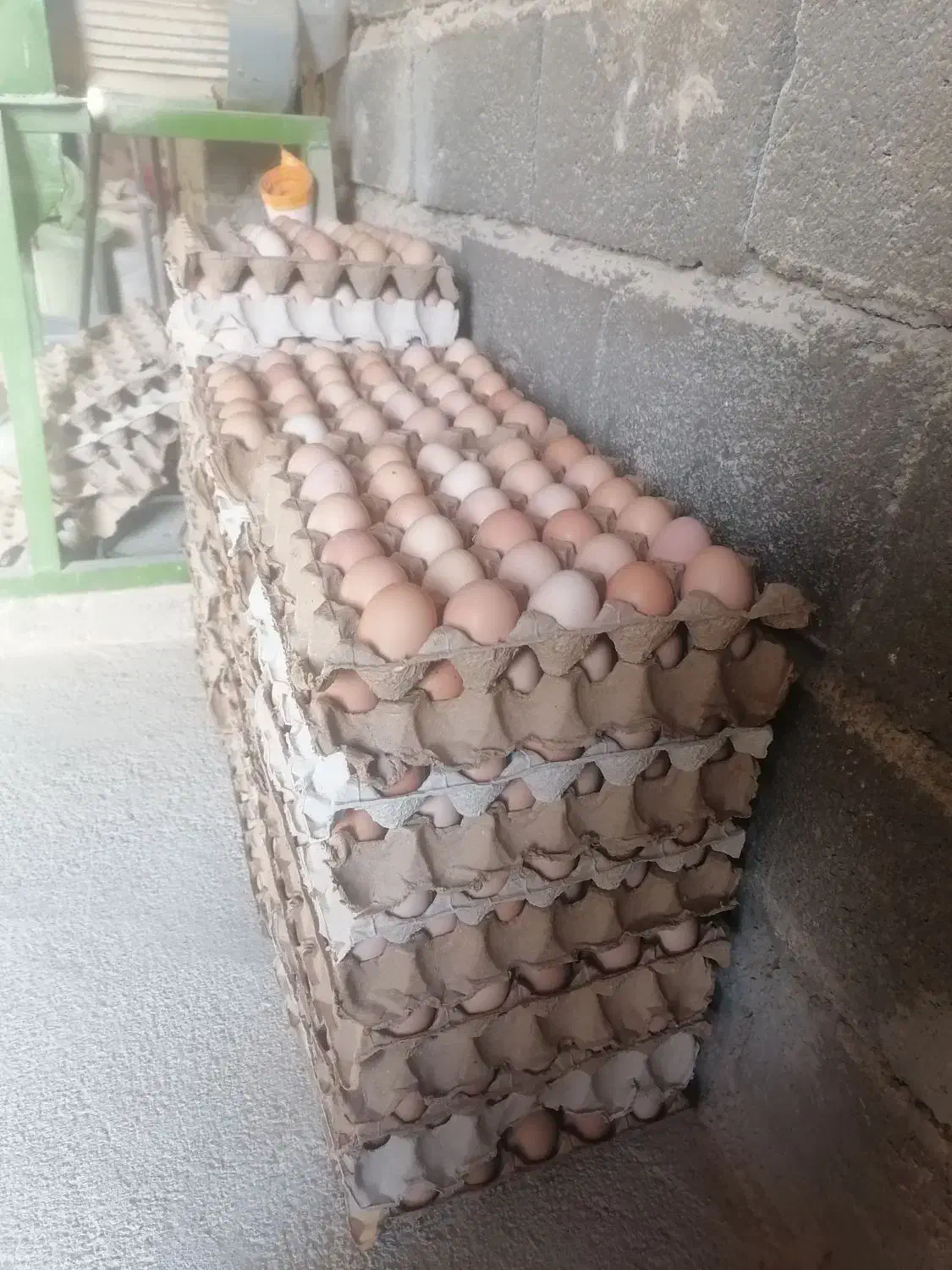 تخم مرغ محلی|خوردنی و آشامیدنی|تربت جام, شهید نصرالهی|دیوار