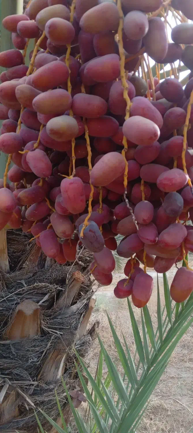 خرما|خوردنی و آشامیدنی|عنبرآباد, |دیوار