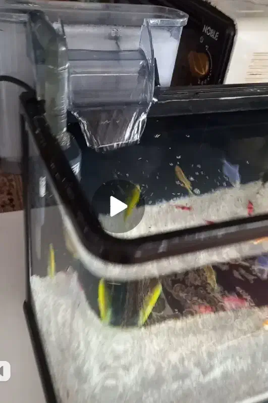 اکواریم شرکتی|لوازم جانبی حیوانات|خوی, |دیوار