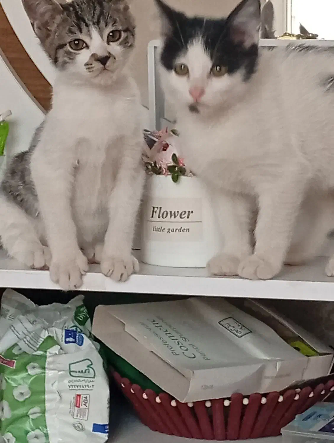 ۲ عدد بچه گربه و مادرشون|گربه|کرمانشاه, |دیوار