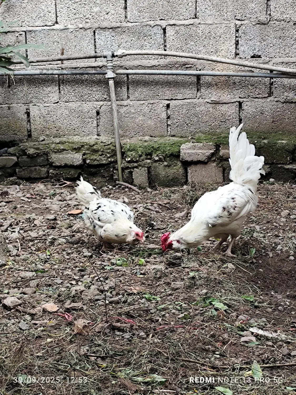 تخم مرغ نطفه دار نژاد گلین لری|حیوانات مزرعه|چابکسر, |دیوار