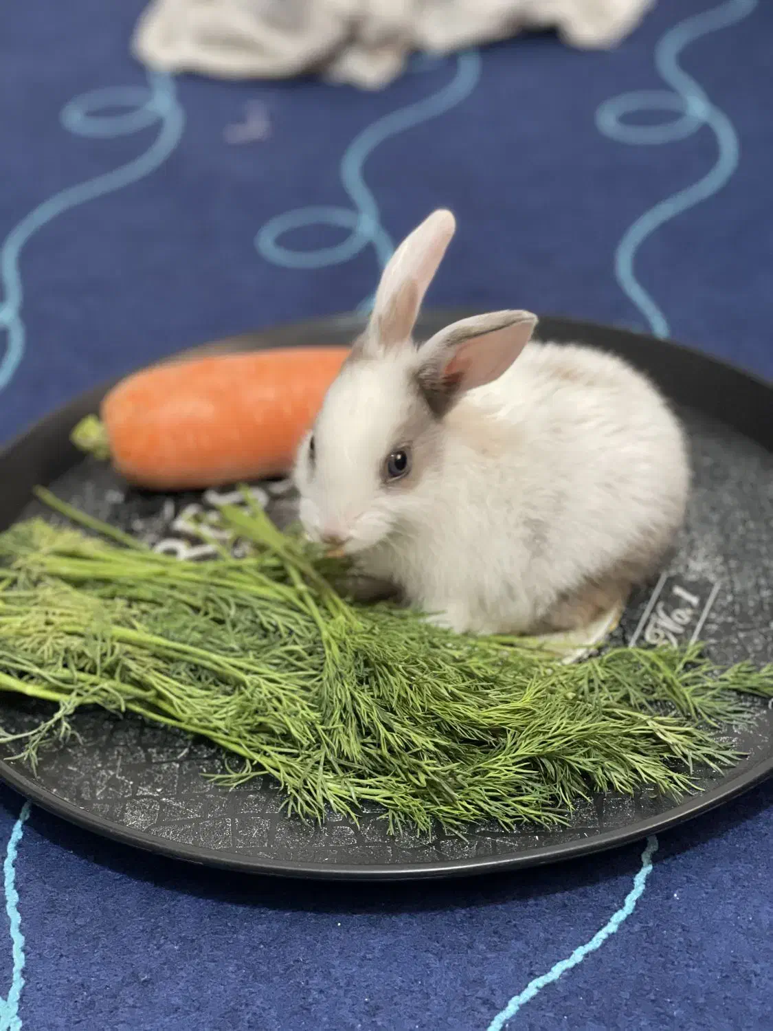 واگذاری خرگوش|موش و خرگوش|مشهد, هنرستان|دیوار