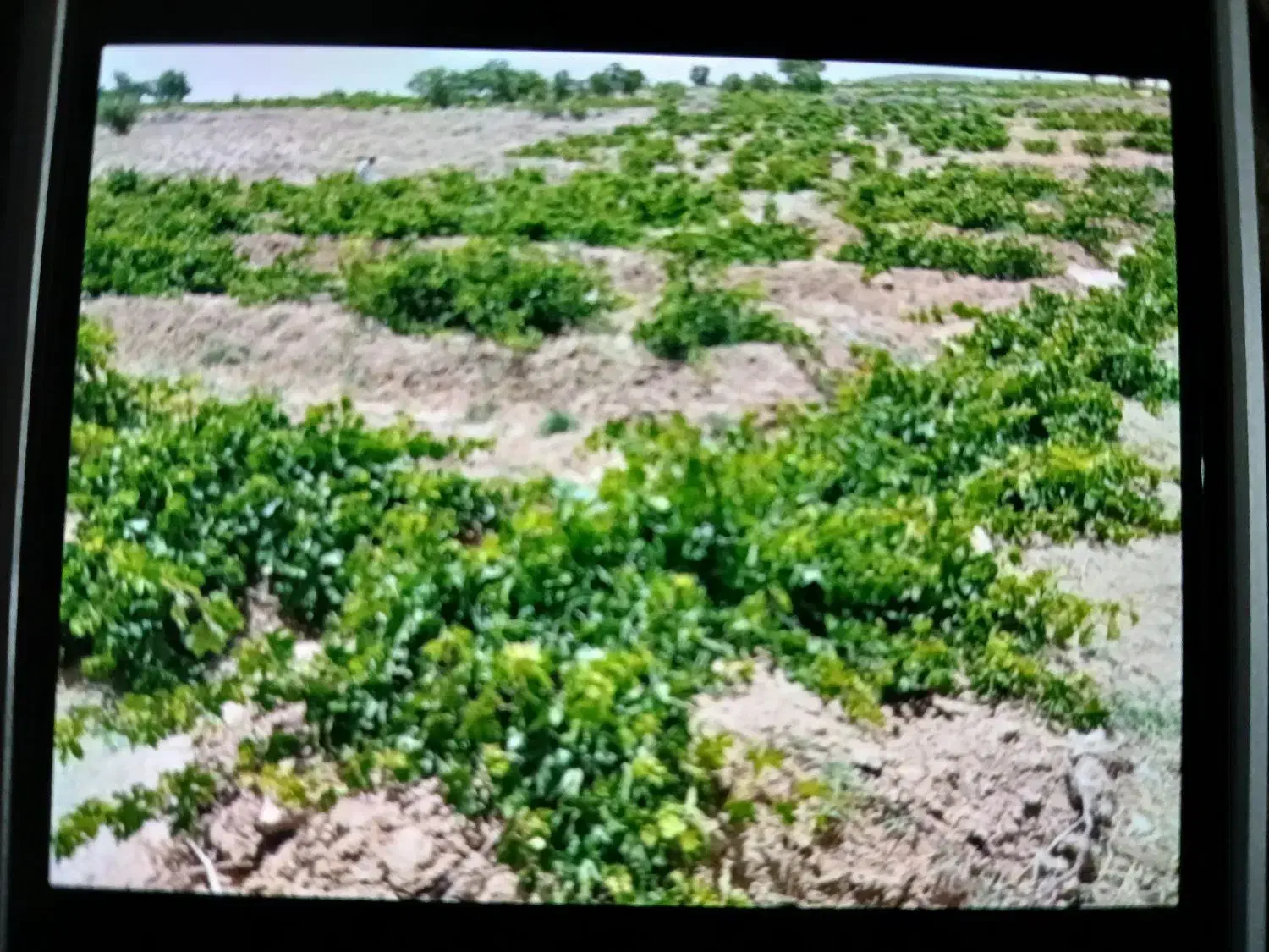 اجاره مشارکتی باغ انگور عسگری روستای کودزر فرمهین|اجارهٔ دفتر صنعتی، کشاورزی، تجاری|فرمهین, |دیوار
