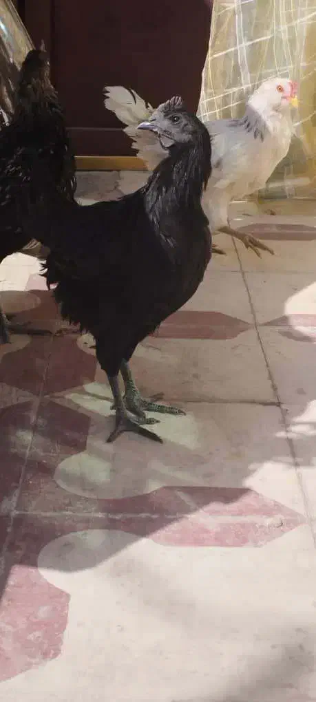 جوجه خروس ایام سمانی و آراکانا|حیوانات مزرعه|شیراز, کوشک میدان|دیوار