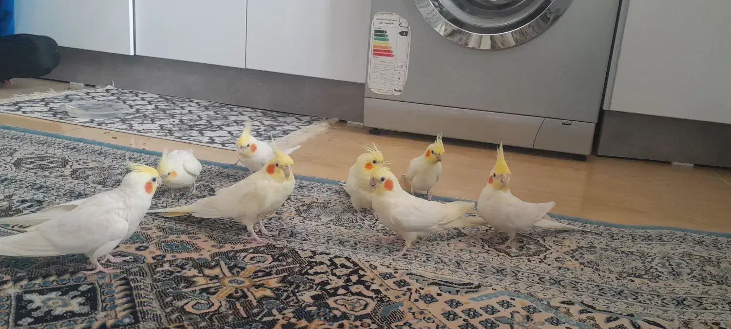 عروس هلندی|پرنده|عنبران, |دیوار