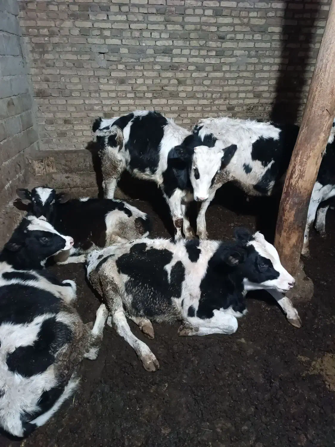 گاو نر ۸عدد|حیوانات مزرعه|صوفیان, |دیوار