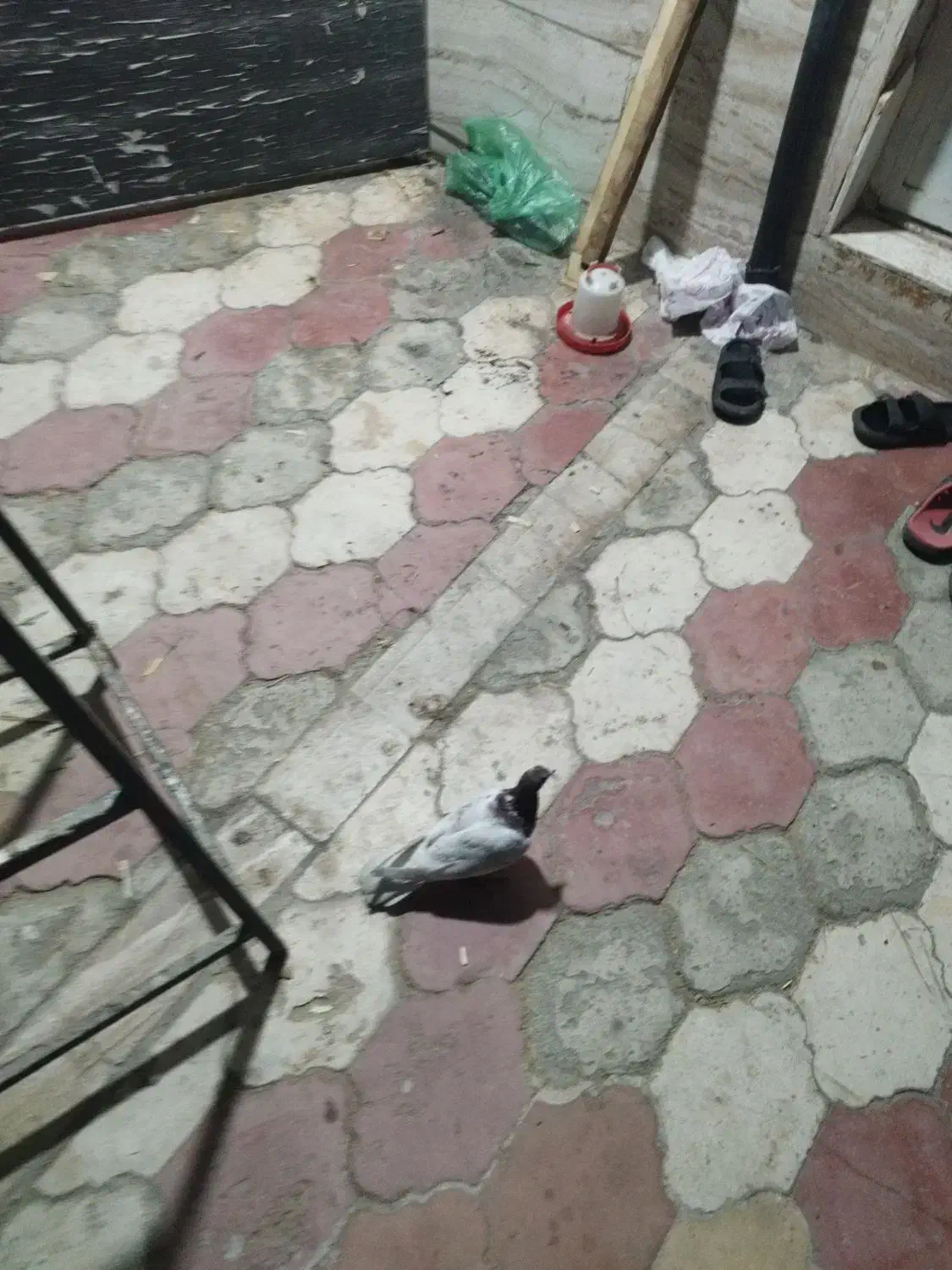 کبوتر کله سخ|پرنده|شیراز, میانرود|دیوار