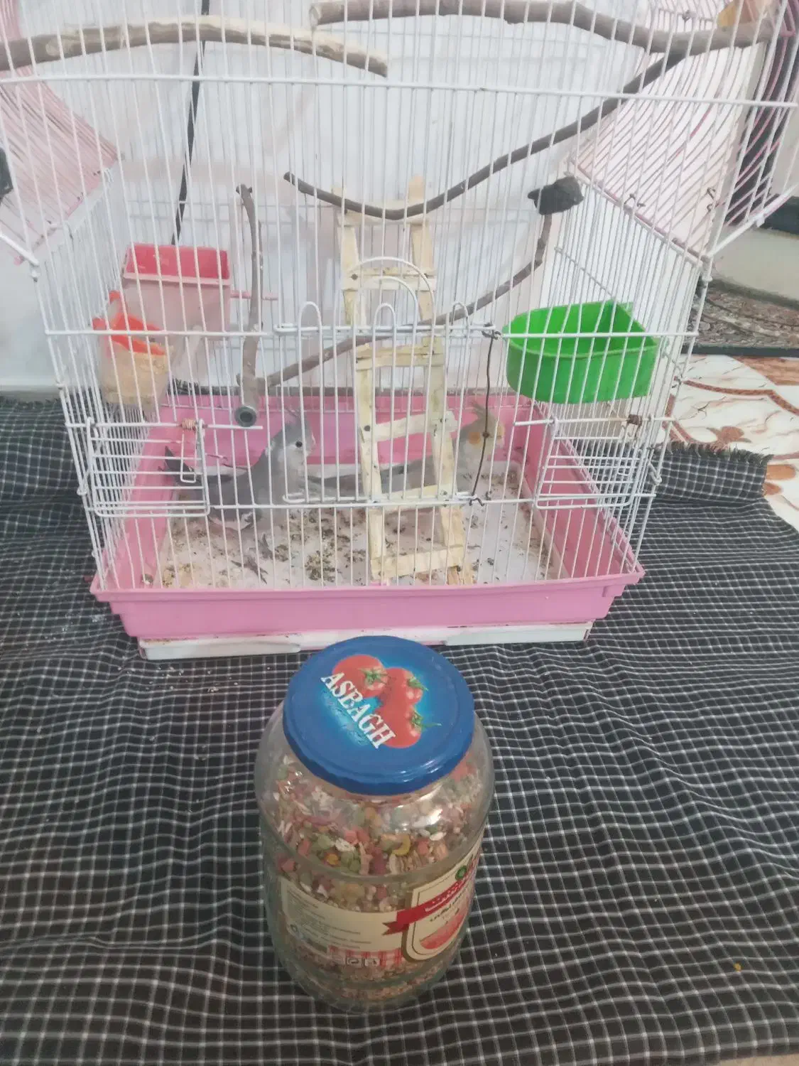 عروس هلندی|پرنده|پاکدشت, حصار امیر|دیوار