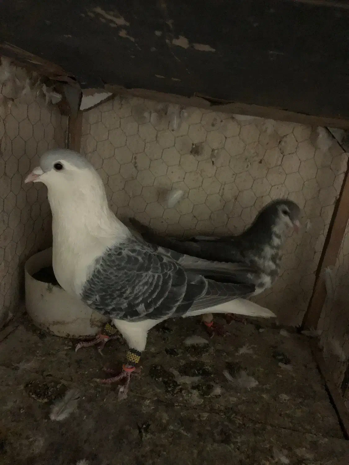 کفتر ساده مگسی|پرنده|مشهد, امیرآباد|دیوار