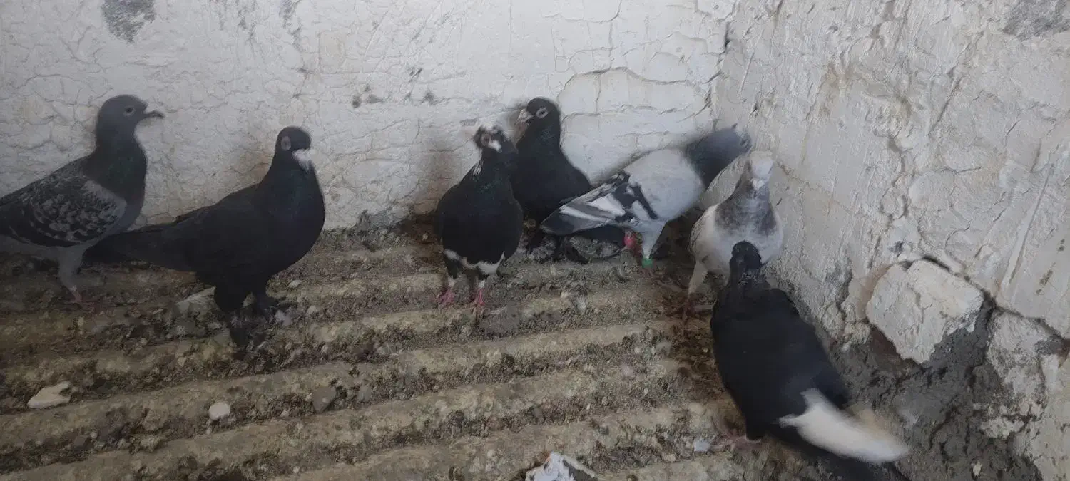 کفتر پلنگ|پرنده|زرند, |دیوار