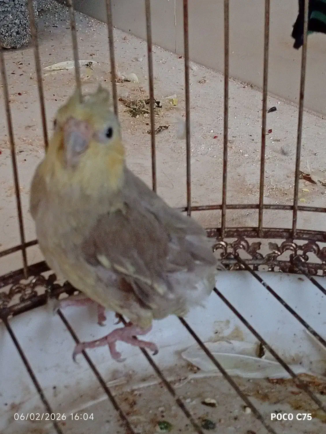 عروس هلندی|پرنده|جم, |دیوار