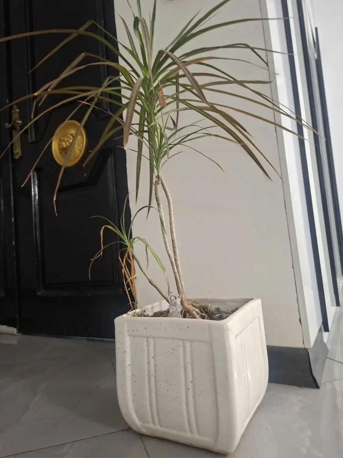 گلدان و گل آپارتمانی|گل و گیاه طبیعی|فولادشهر, C5|دیوار