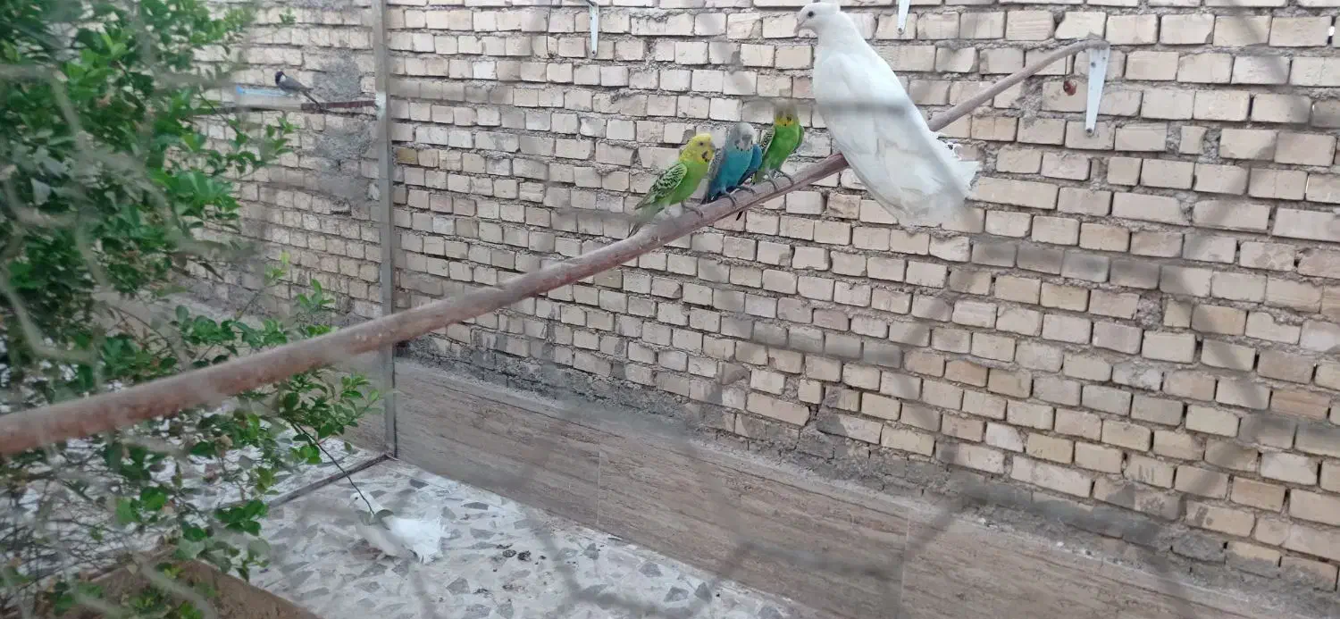 مرغ عشق|پرنده|باوی, |دیوار