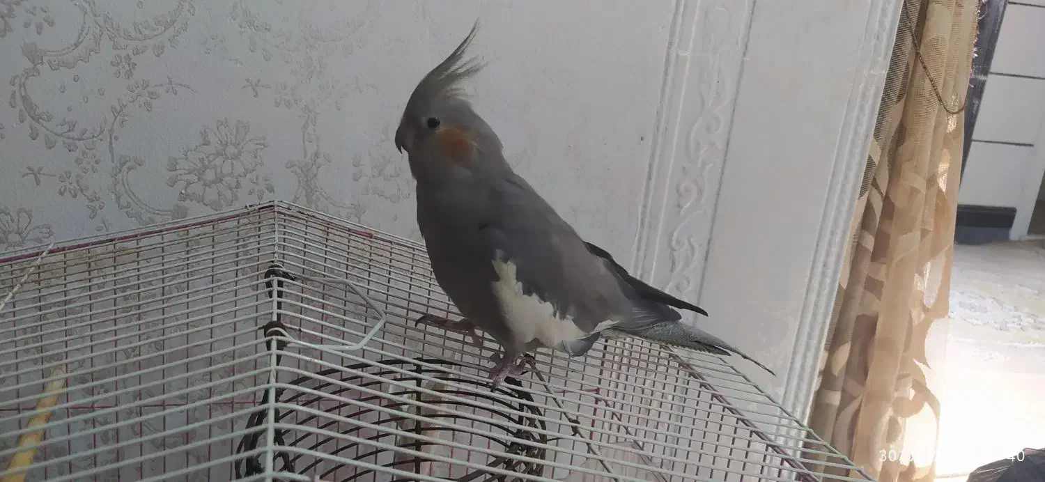 عروس هلندی|پرنده|دوگنبدان, |دیوار