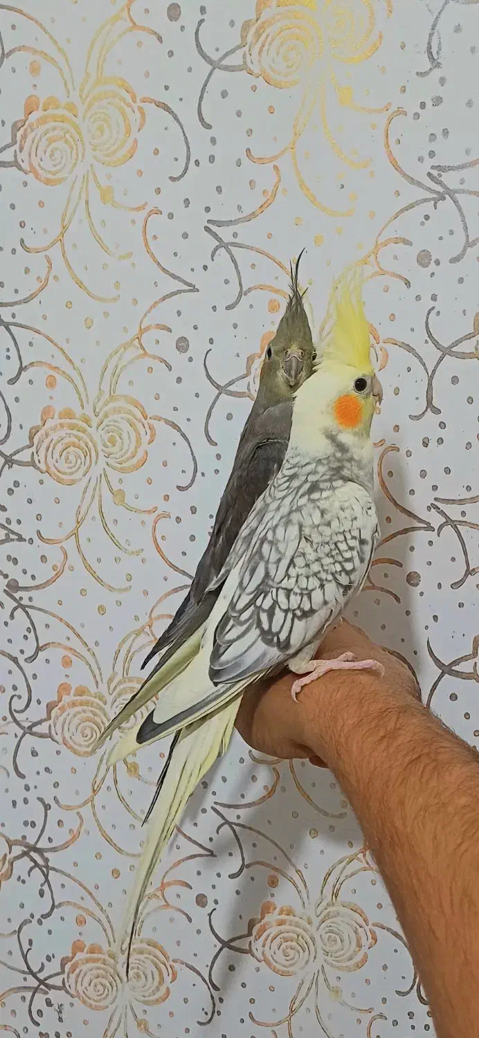 عروس ۴ماهه نرسینامون ماده لوتینو پروانه ای فول رام|پرنده|لاهیجان, طالقانی|دیوار