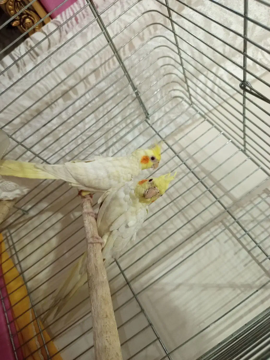 جوجه عروس هلندی|پرنده|فردیس, شهرک شهید حسینی|دیوار