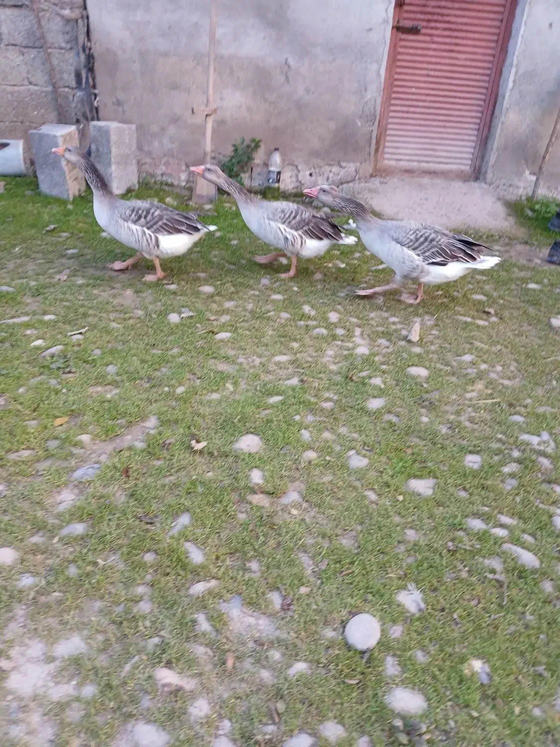 غاز کاکولی|حیوانات مزرعه|رشت, جانبازان|دیوار