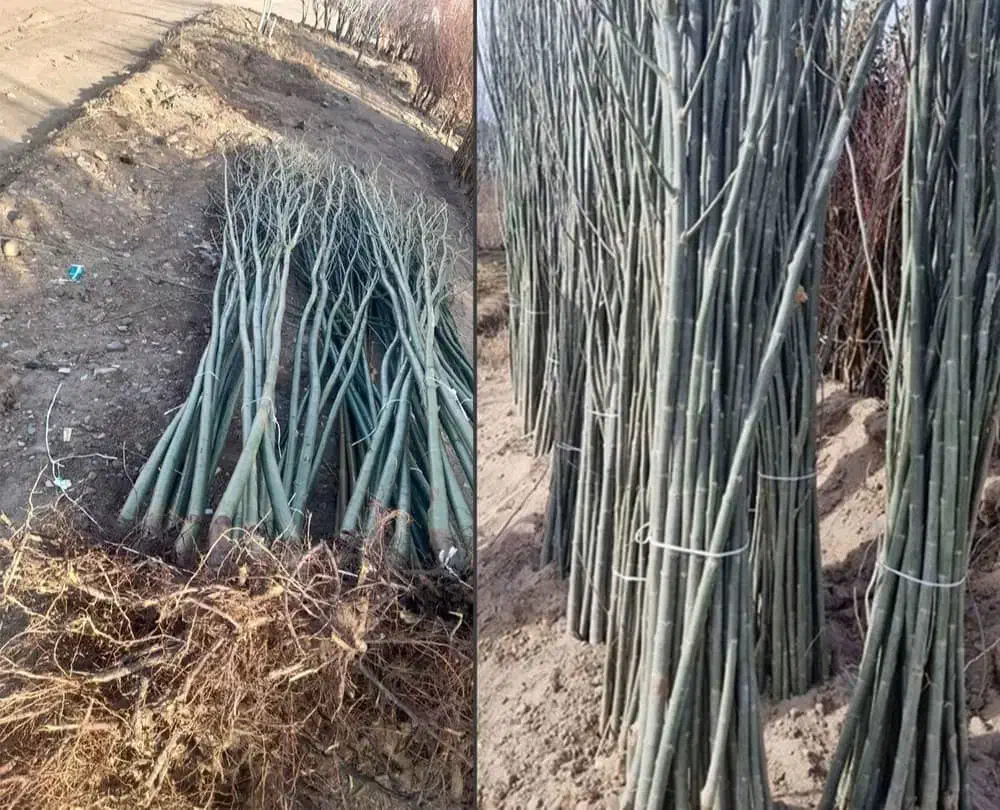 ازتولــید تا فروش|خدمات باغبانی و درختکاری|ورزقان, |دیوار