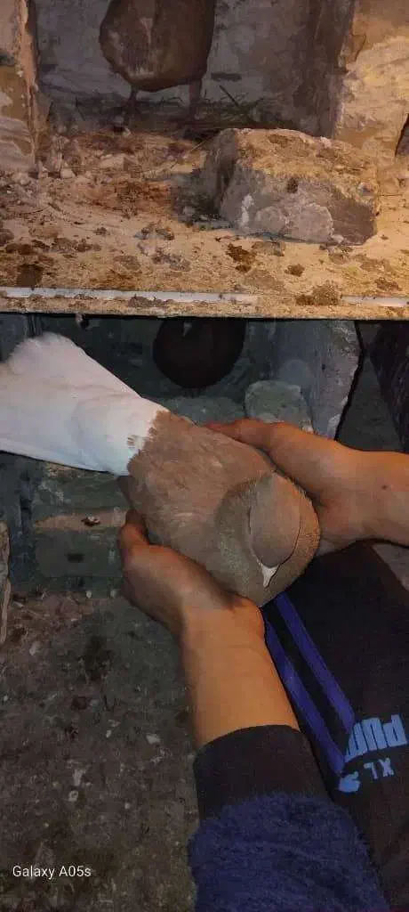 کبوتردم سفیدآس ویه سگ نگهبان|پرنده|مشهد, کوشک مهدی|دیوار