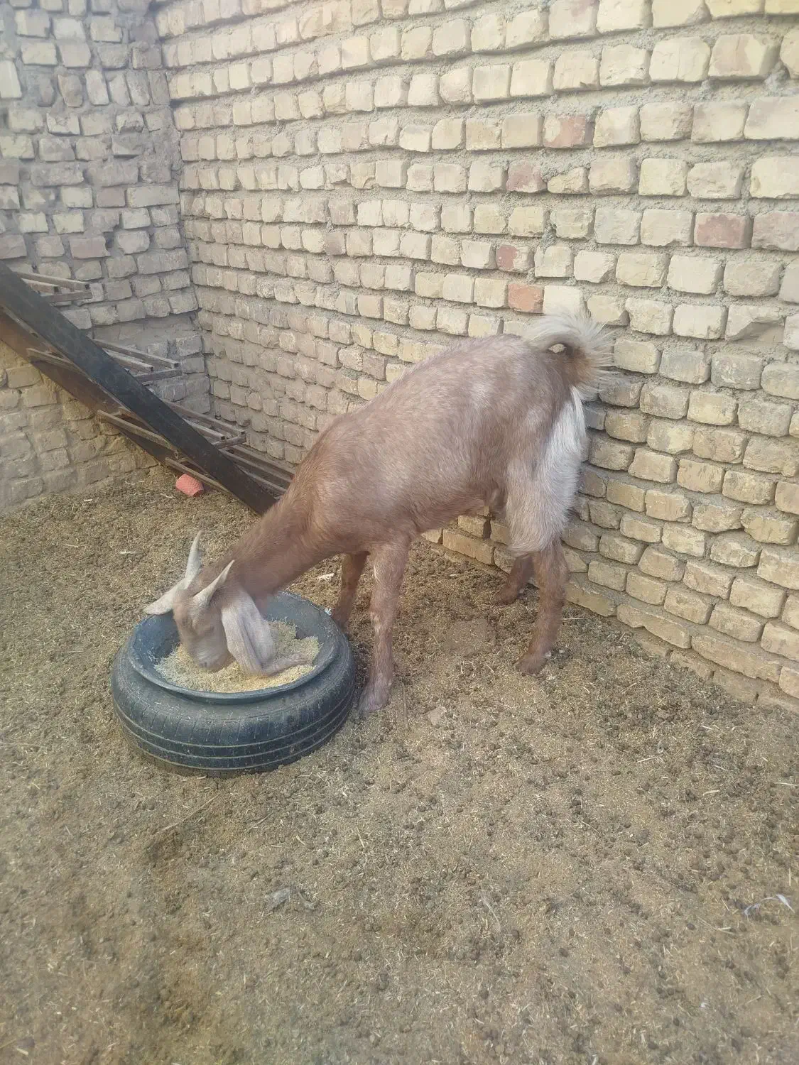 کولار فروشی|حیوانات مزرعه|بردسکن, |دیوار